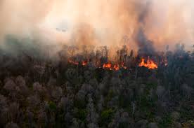 Pekanbaru Diselimuti Kabut Asap, Warga Dilarang Bakar Sampah