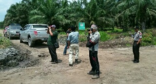 Meski Tertembak Bius, Bonita Sang Raja Hutan Belum Ditemukan
