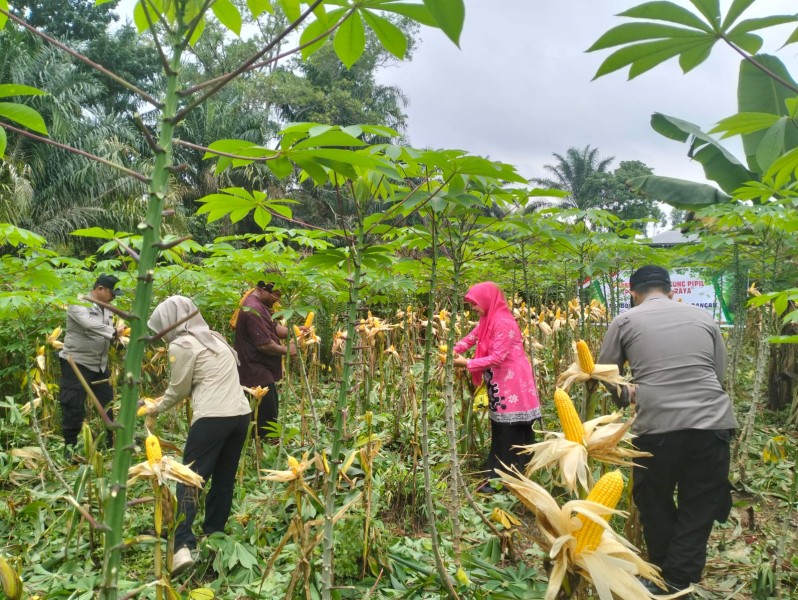 Dukung Swasembada Pangan, Polsek Tenayan Raya Lakukan Panen Jagung Mandiri