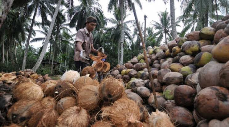Naik, Berikut Harga Kelapa di Riau