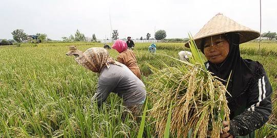 April, Nilai Tukar Petani di Riau Naik 2,77 Persen