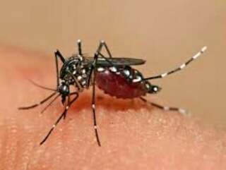 Ditemukan 38 Kasus DBD di Inhil, Masyarakat Diajak Terapkan 3M Plus