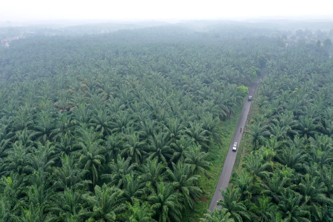 Tuntaskan Perhitungan Terkini Luas Perkebunan Kelapa Sawit di Riau, Disbun Klaim Terjadi Penambahan Signifikan