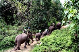 Taman Nasional Tesso Nilo Kembangkan Wisata Berbasis Lingkungan