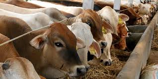 Pengiriman Bantuan Sapi Milik Pemrov Riau Alami Penundaan