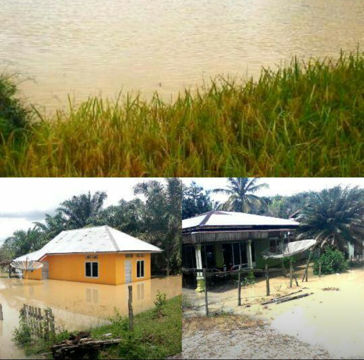 Sungai Kuantan Meluap, Rumah dan Sawah Milik Warga Terendam Banjir