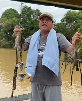 Plt Bupati Kuansiing Strike Udang Galah di Batang Kuantan, Bisa Jadi Spot Favorit Mancing Mania