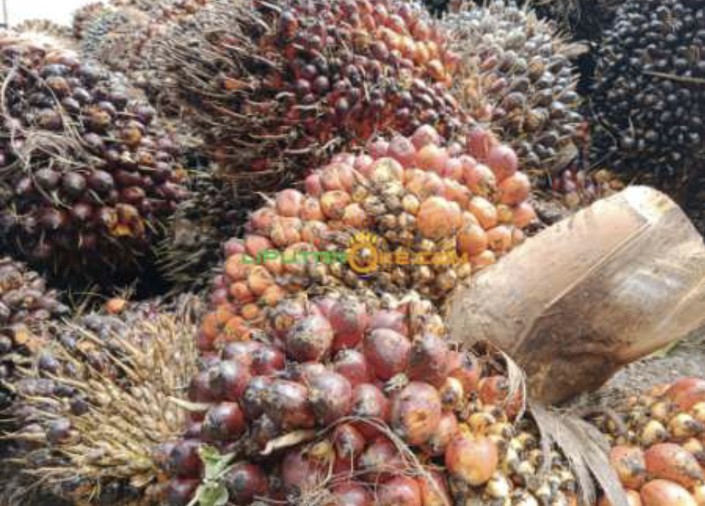 CPO Anjlok, Harga TBS Kelapa Sawit Mitra Swadaya Turun Rp 3.931,55/Kg