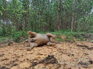 Gajah Betina Hamil Ditemukan Mati di Areal Konsesi PT. Riau Abadi Lestari