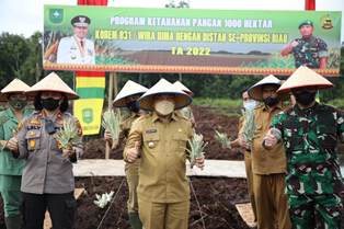 Ikut Lounching Program Ketahanan Pangan, Wabup Husni Merza Tanam Nenas